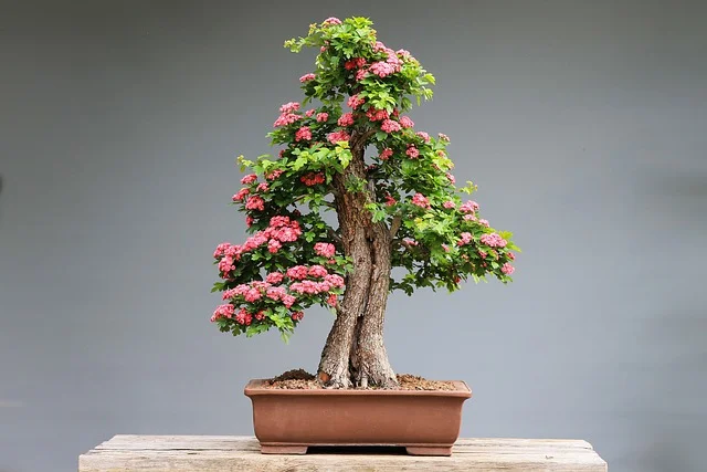 Cerezo